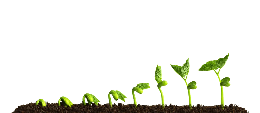 Seedlings growing taller in a row — steady growth